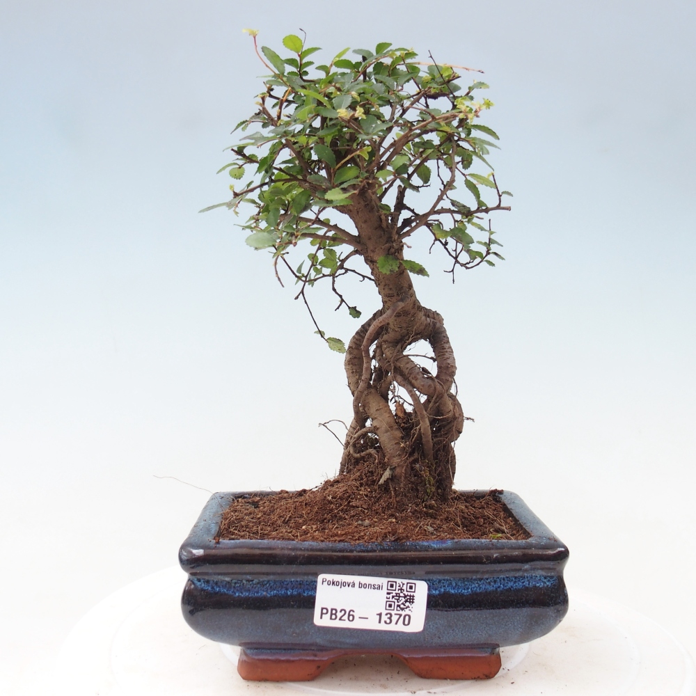 Room bonsai - Ulmus parvifolia - Small-leaved elm