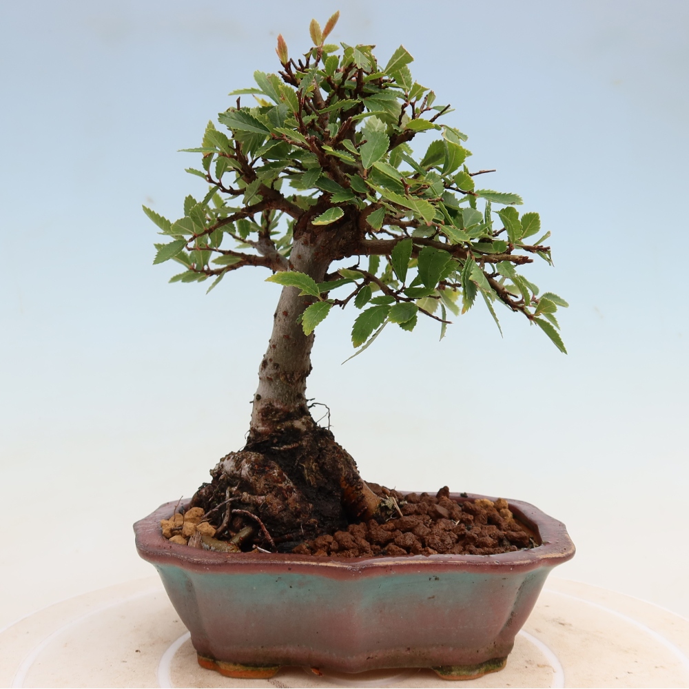 Outdoor bonsai - Zelkova - Zelkova NIRE
