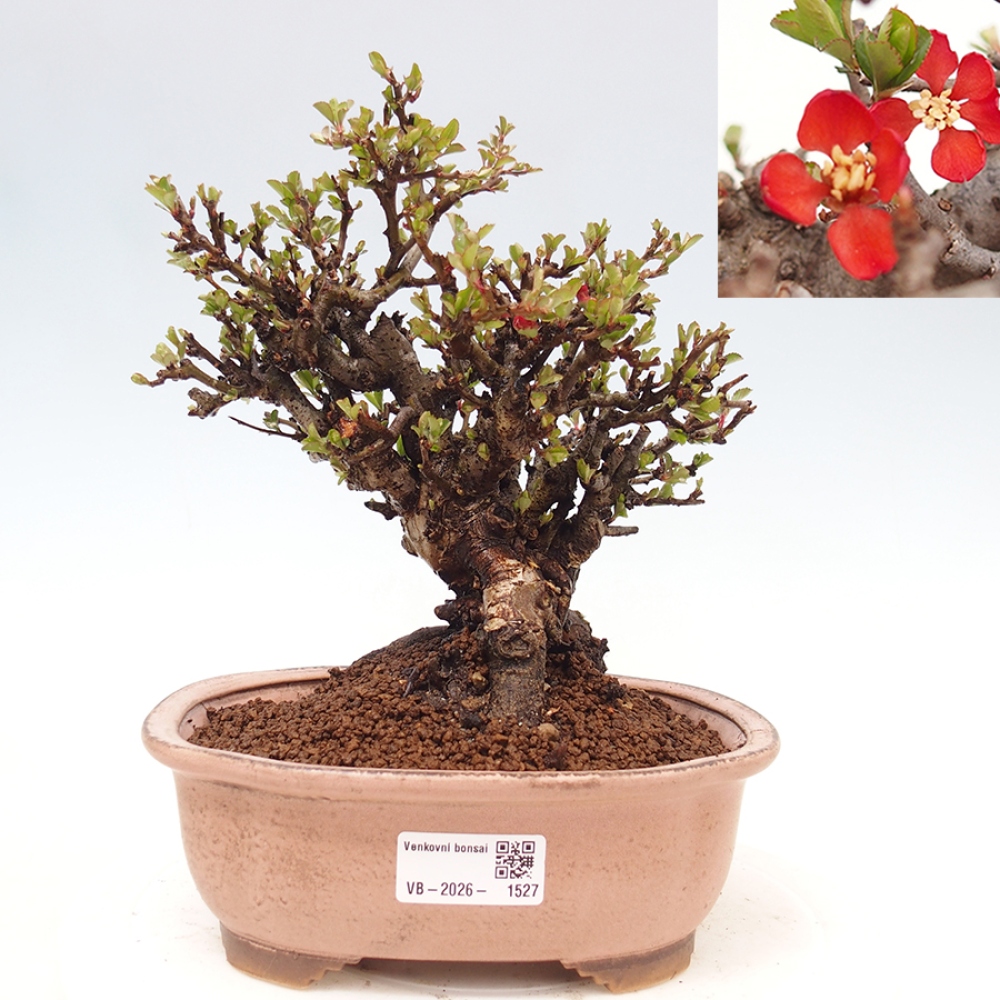 Outdoor bonsai - Chaneomeles speciosa - Quince