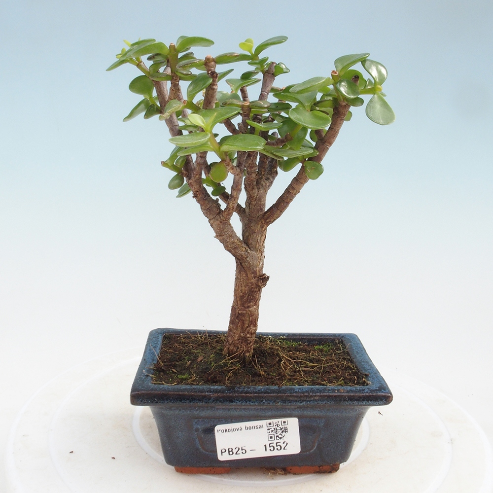 Indoor bonsai - Portulakaria Afra - Tlustice