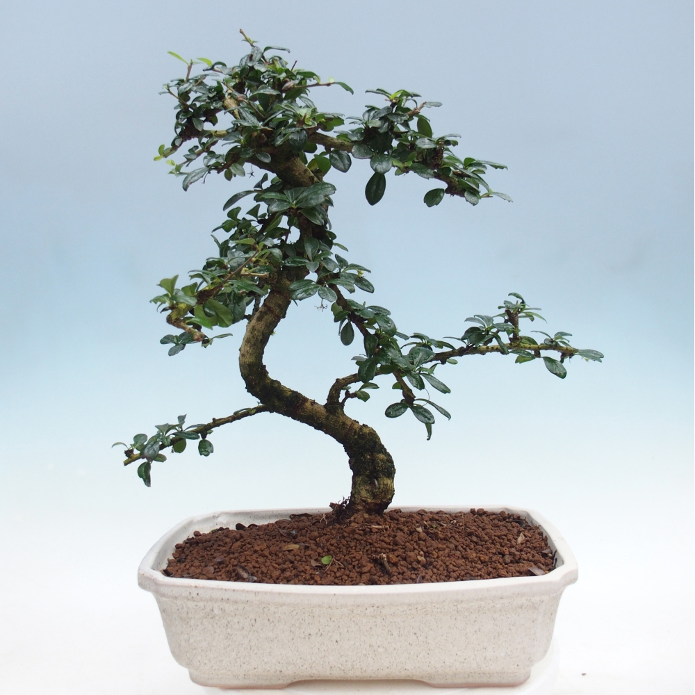 Room bonsai - Carmona macrophylla - Tea fuki