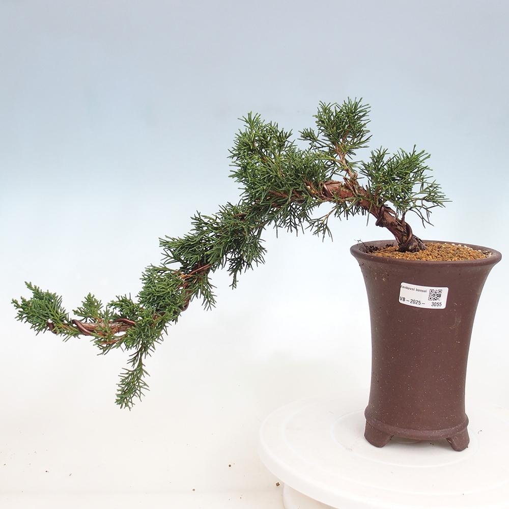 Outdoor bonsai - Juniperus chinensis Kishu - Chinese Juniper