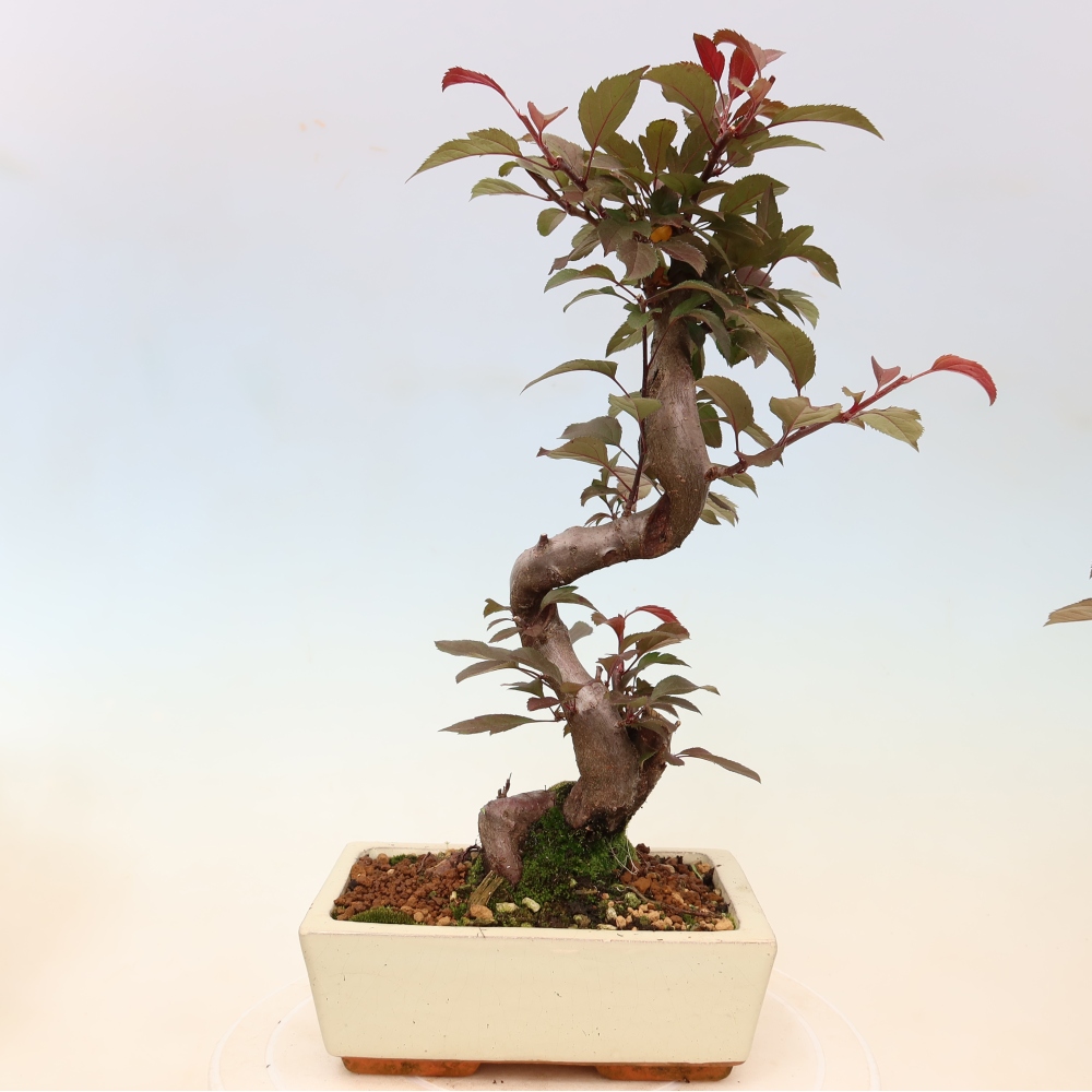 Outdoor bonsai -Malus domestica - Small-fruited red-leaved apple tree