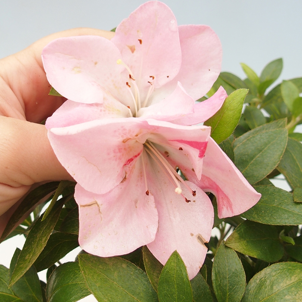 Outdoor bonsai - Japanese azalea - Azalea Saien