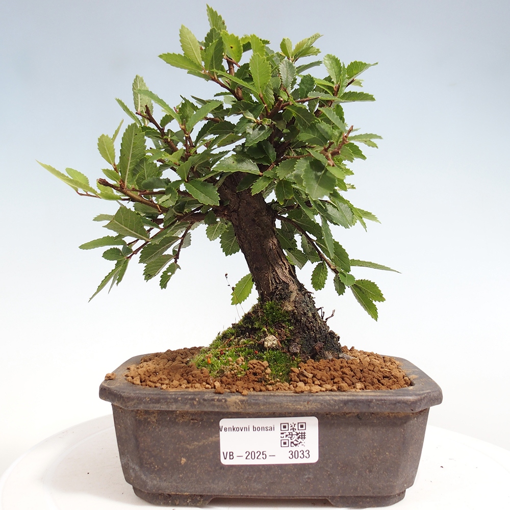 Outdoor bonsai - Zelkova - Zelkova NIRE