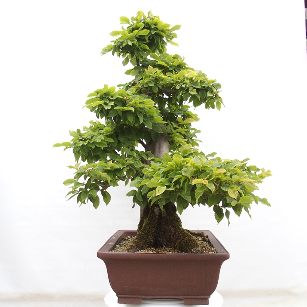 Outdoor bonsai - Hornbeam - Carpinus betulus
