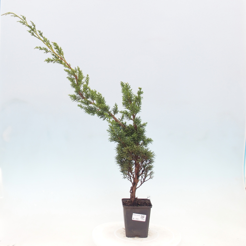 Outdoor bonsai - Juniperus chinensis Kishu