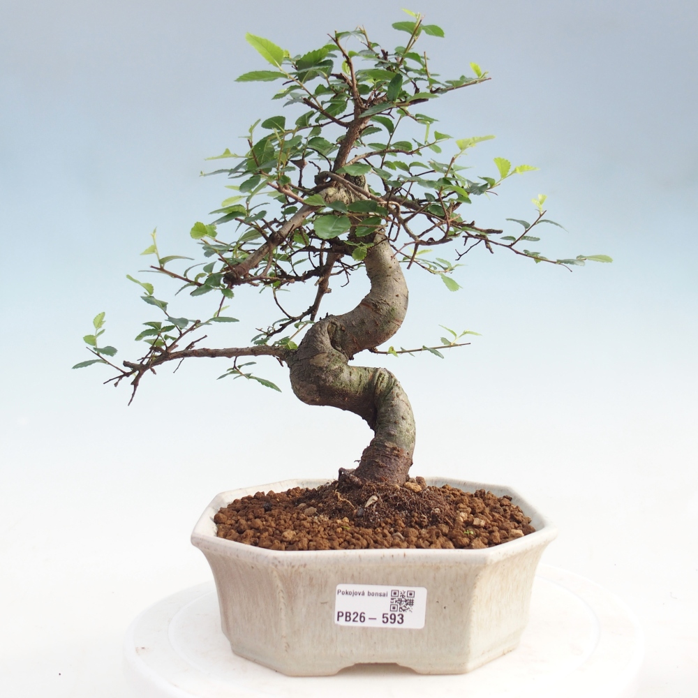 Room bonsai - Ulmus parvifolia - Small-leaved elm