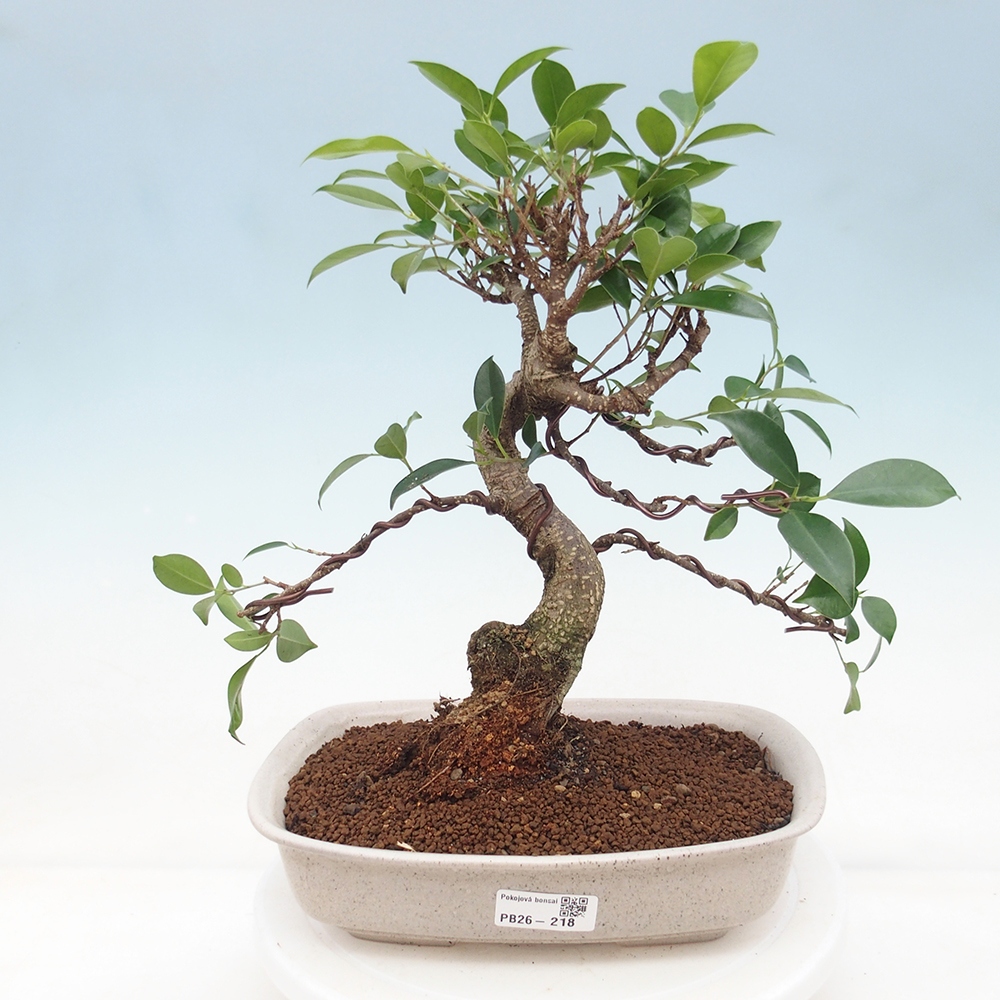 Room bonsai - Ficus retusa - small-leaved ficus