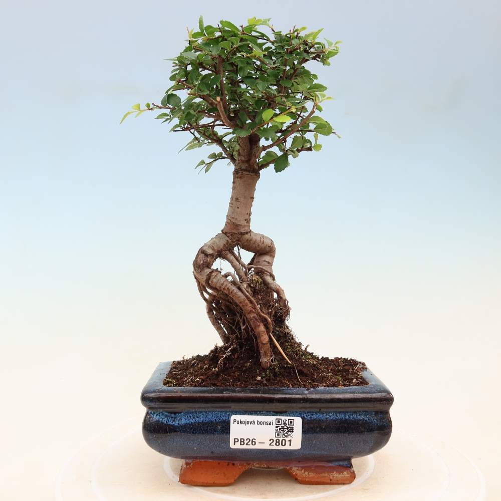 Room bonsai - Ulmus parvifolia - Small-leaved elm