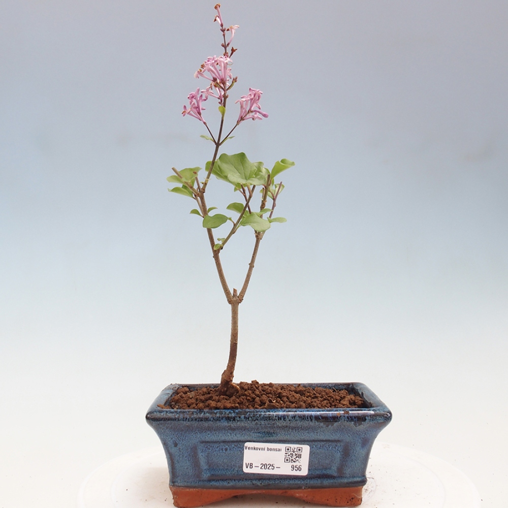Outdoor bonsai - Syringa Meyeri Palibin - Meyer's Lilac