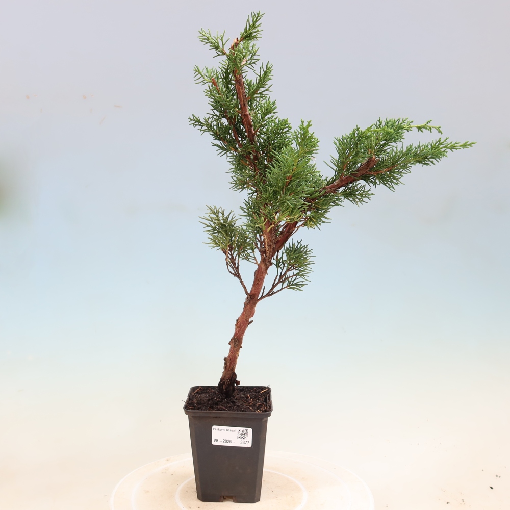 Outdoor bonsai - Juniperus chinensis Kishu