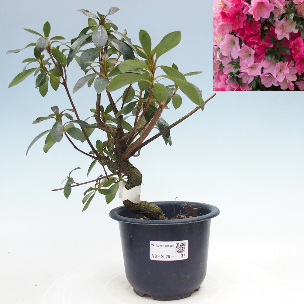 Outdoor bonsai - Japanese Azalea - Azalea Saien