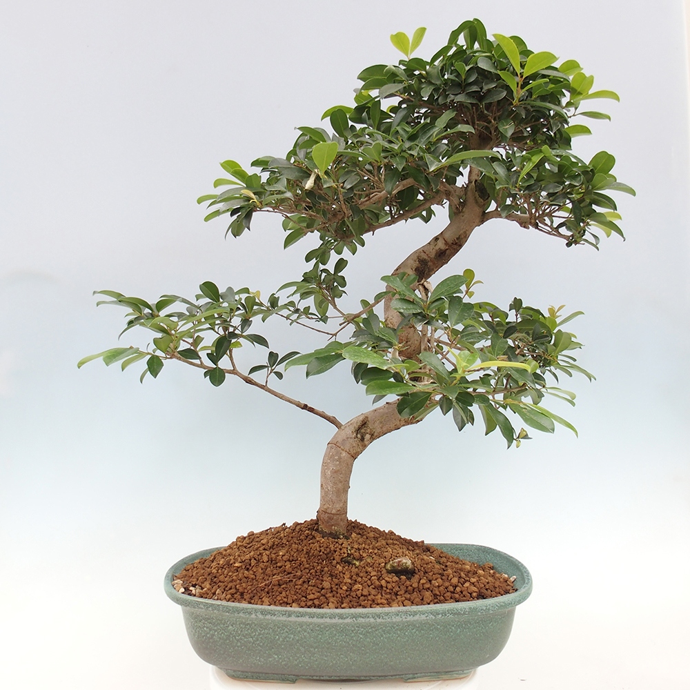 Room bonsai - Australian cherry - Eugenia uniflora - PERSONAL COLLECTION ONLY or pallet transport