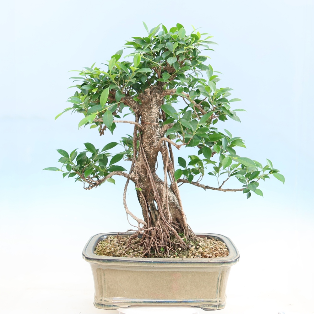 Room bonsai - Ficus kimmen - small-leaved ficus