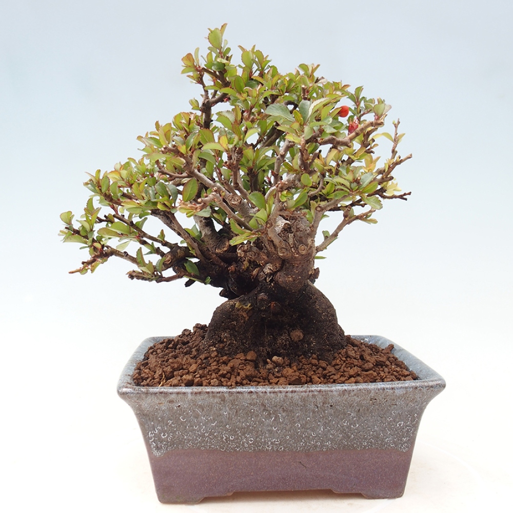 Outdoor bonsai - Chaneomeles speciosa - Quince