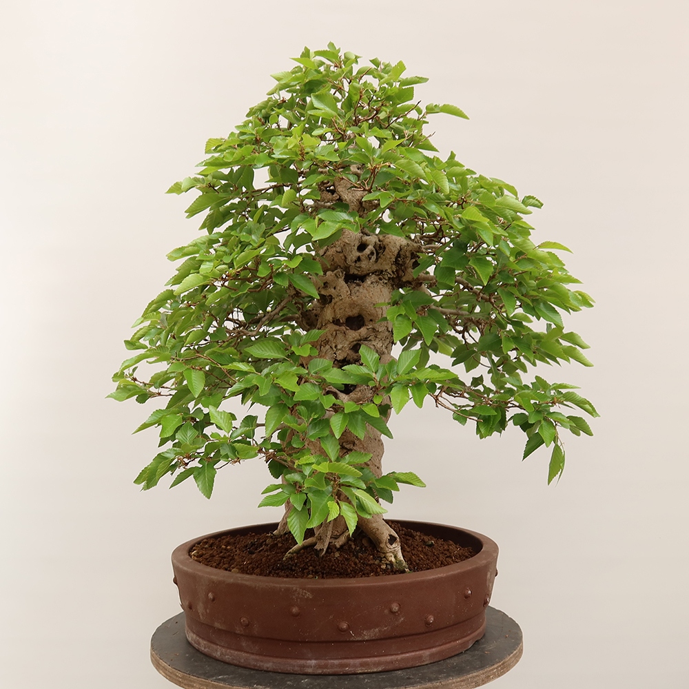 Outdoor bonsai - Carpinus Coreana - Korean hornbeam