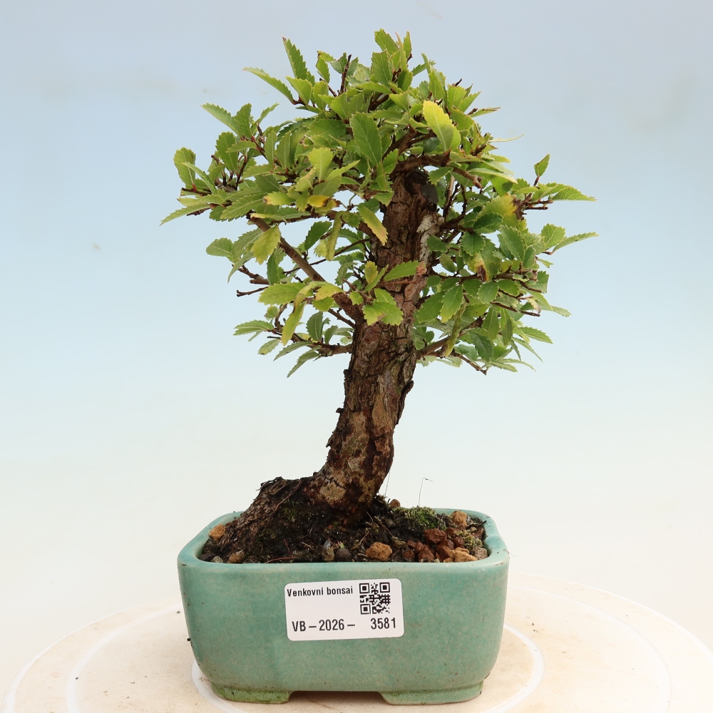 Outdoor bonsai - Zelkova - Zelkova NIRE