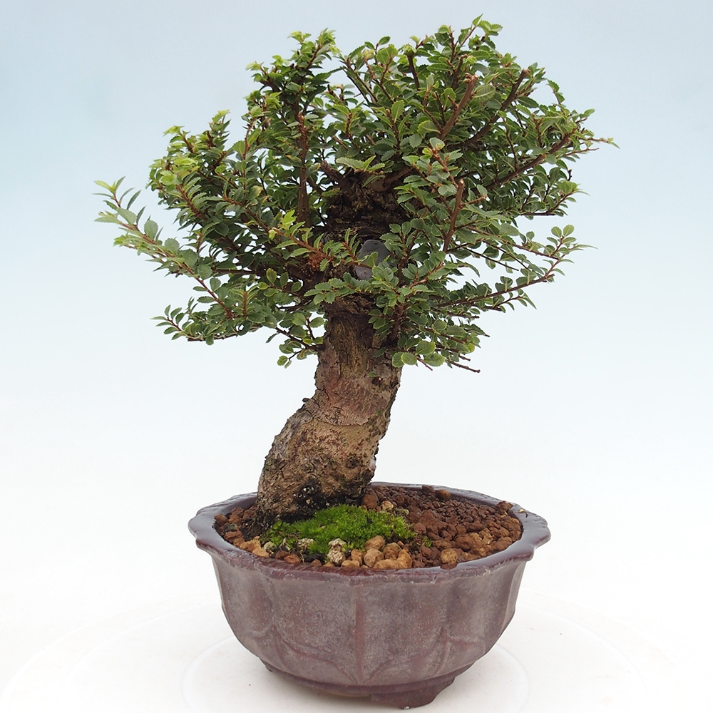 Outdoor bonsai - Ulmus parvifolia Hokkaido - Chinese elm