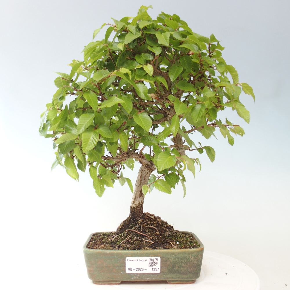 Outdoor bonsai -Carpinus CARPINOIDES - Korean Hornbeam
