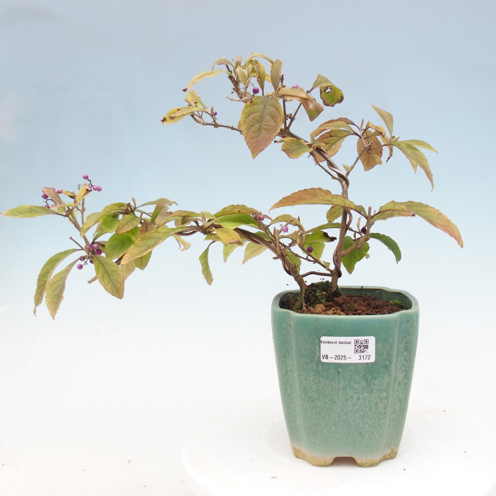 Outdoor bonsai - beautiful plant - Callicarpa bodinierova profusion