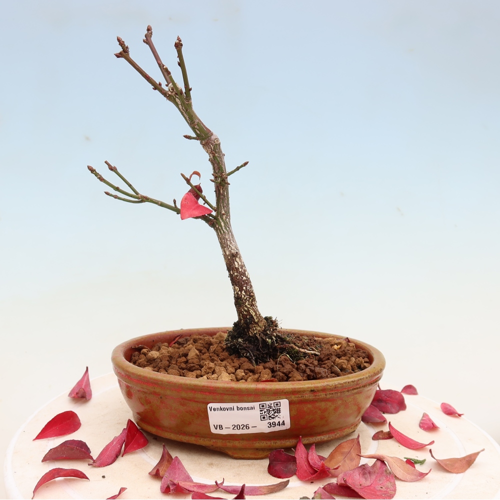 Outdoor bonsai -  Euonymus alatus comactus  - winged spindle tree