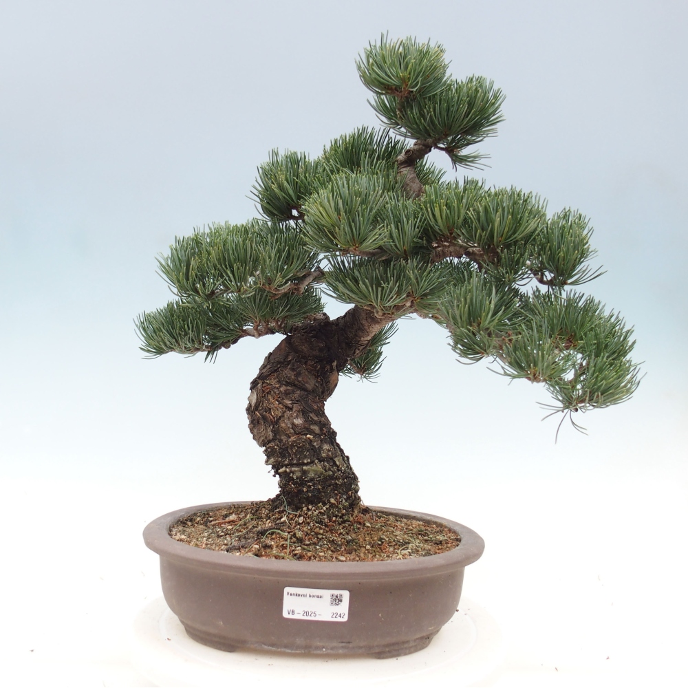 Outdoor bonsai - Pinus parviflora - Small pine tree