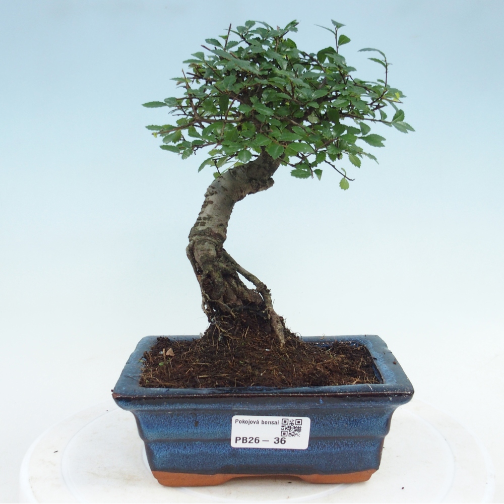 Room bonsai - Ulmus parvifolia - Small-leaved elm