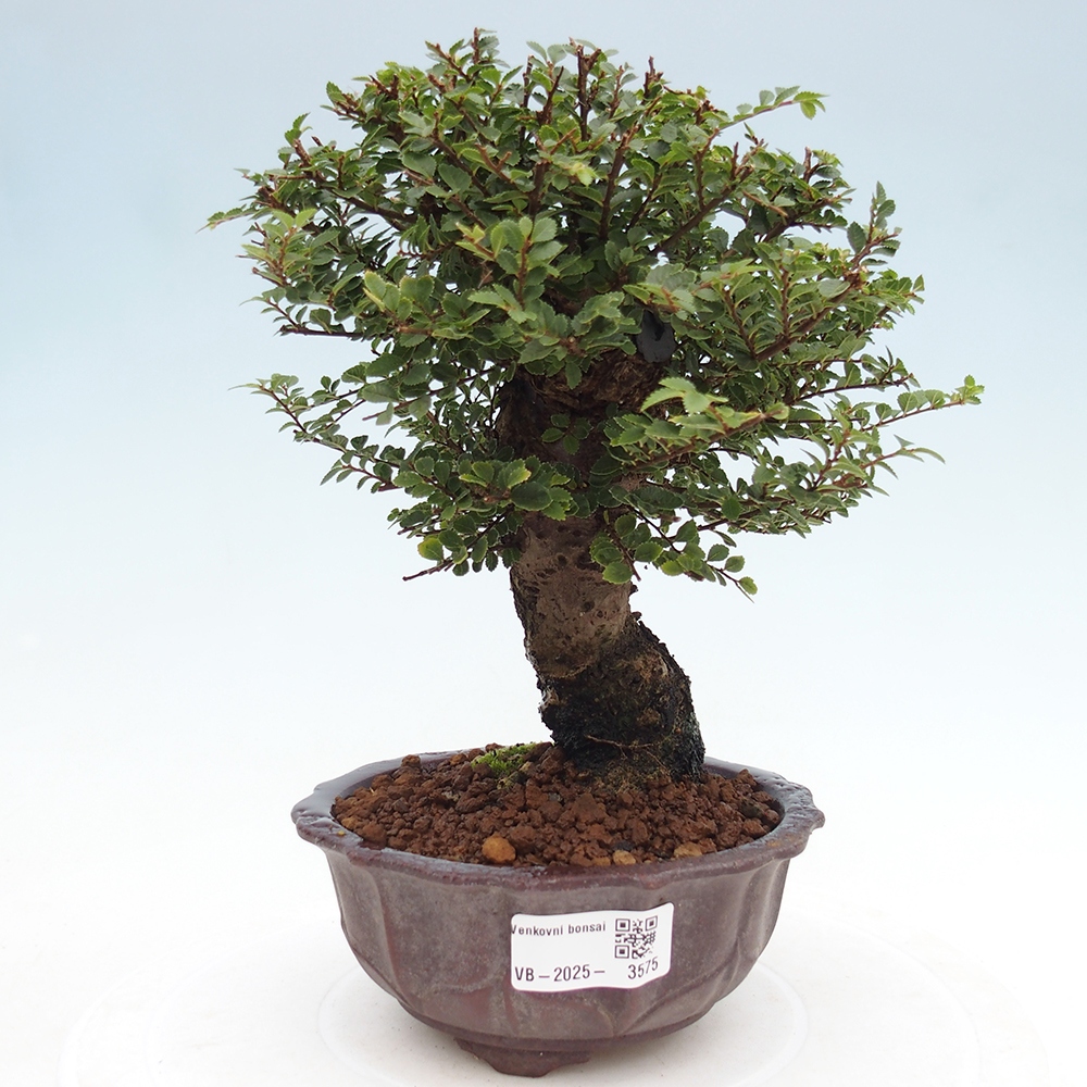 Outdoor bonsai - Ulmus parvifolia Hokkaido - Chinese elm