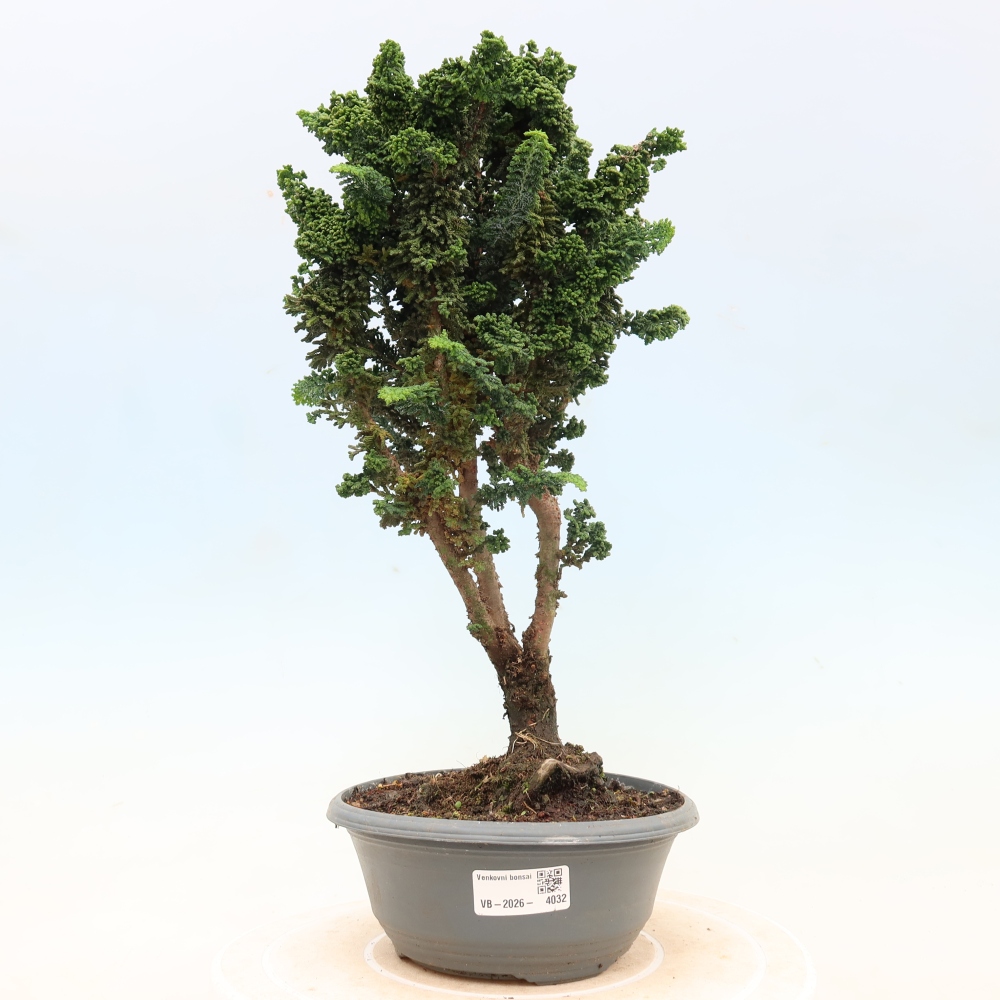 Outdoor bonsai - Cham. obtusa SEKKA HINOKI - Cypress