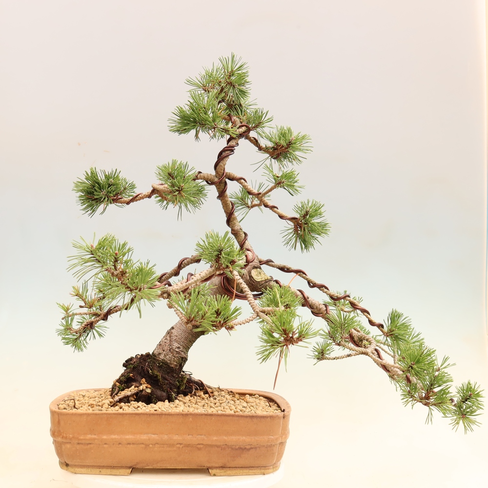 Outdoor Bonsai - Pinus mugo Humpy  - Mountain Pine