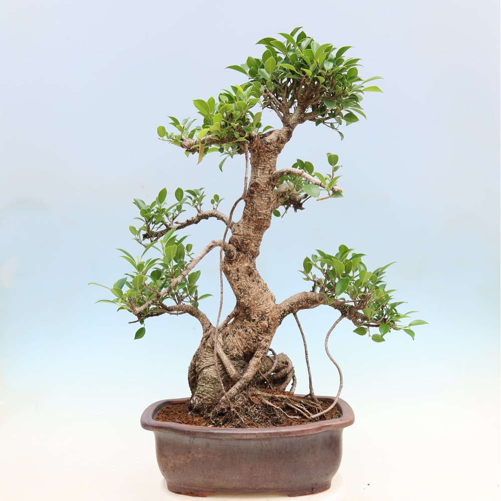 Room bonsai - Ficus kimmen - small-leaved ficus