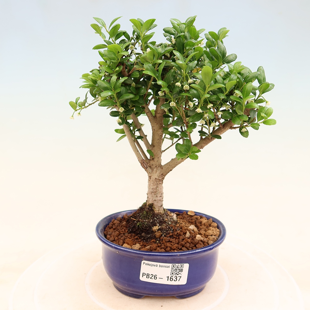 Room bonsai - Ilex crenata - Holly