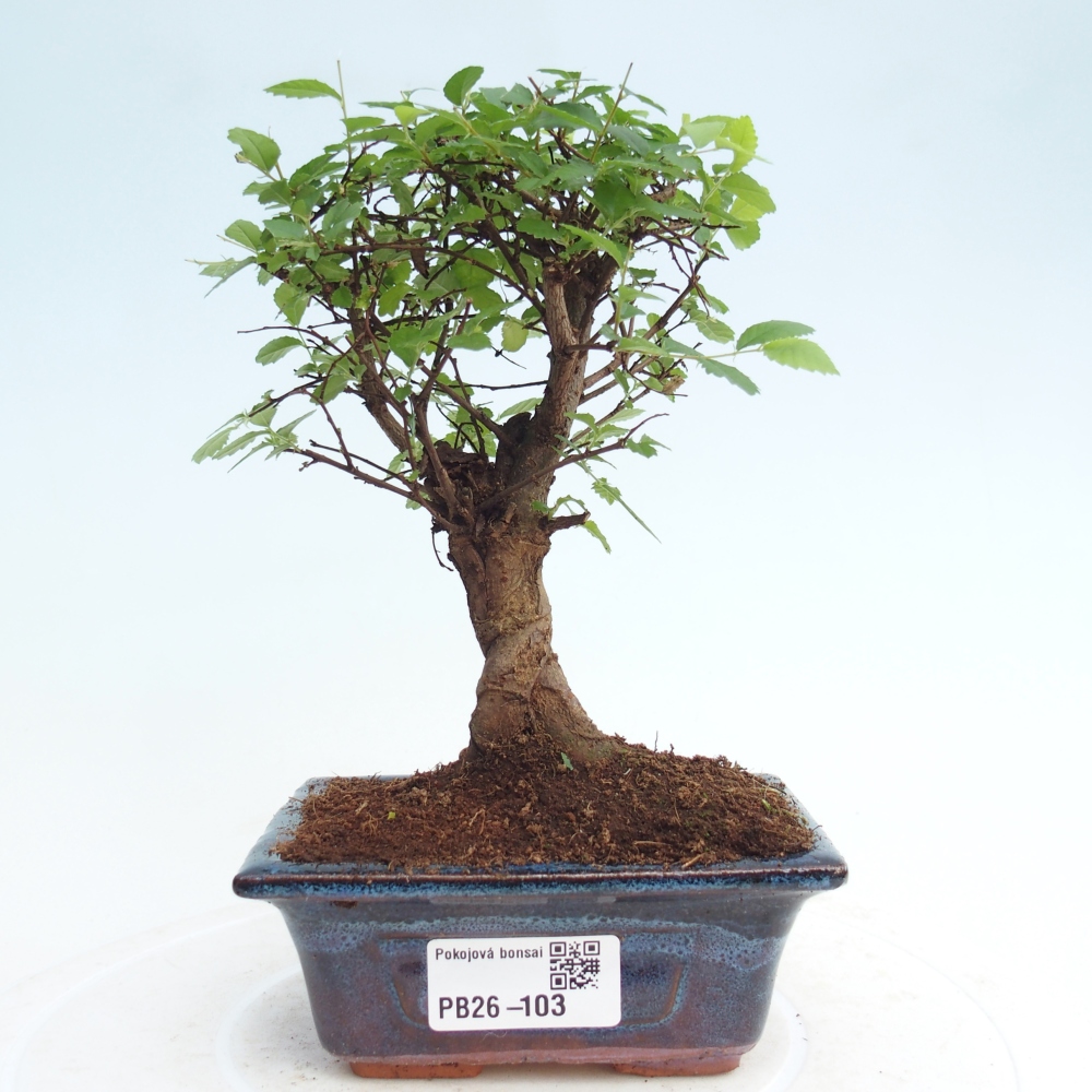 Room bonsai - Ulmus parvifolia - Small-leaved elm