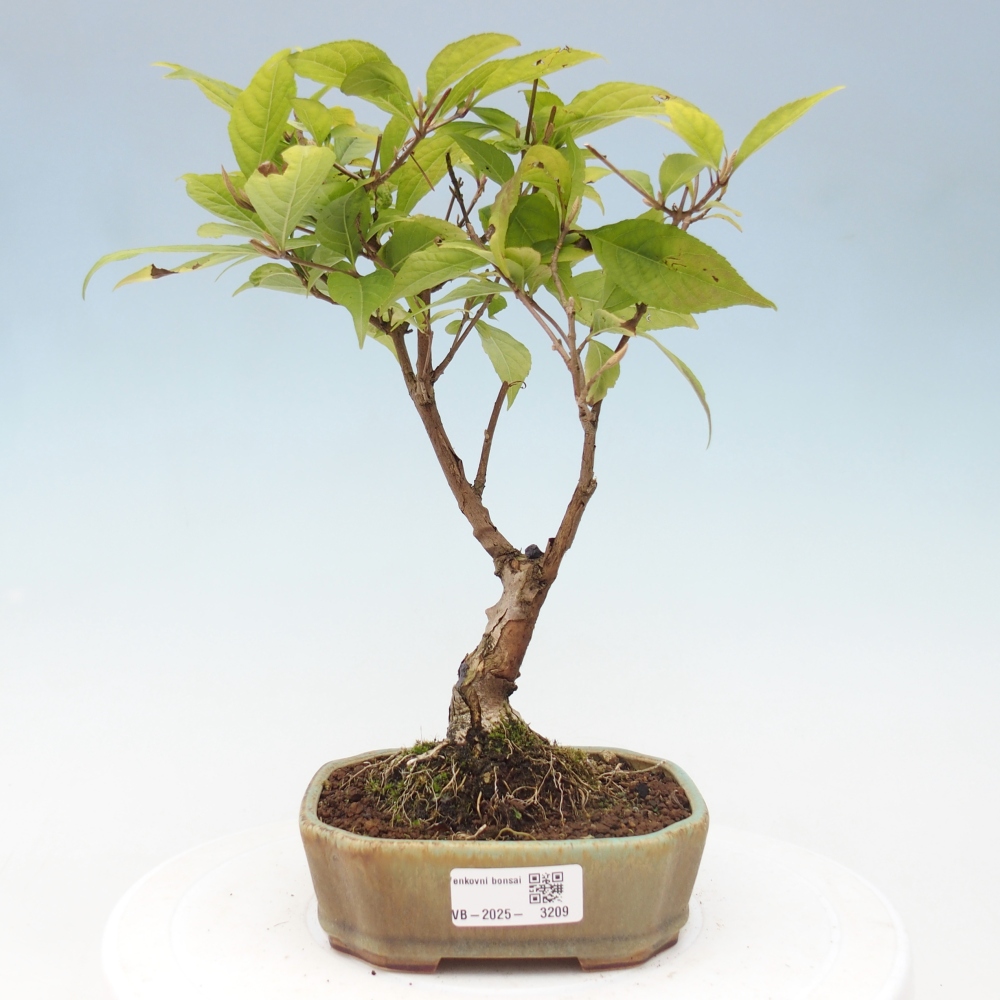Outdoor bonsai - callicarpa jap Leucocarpa