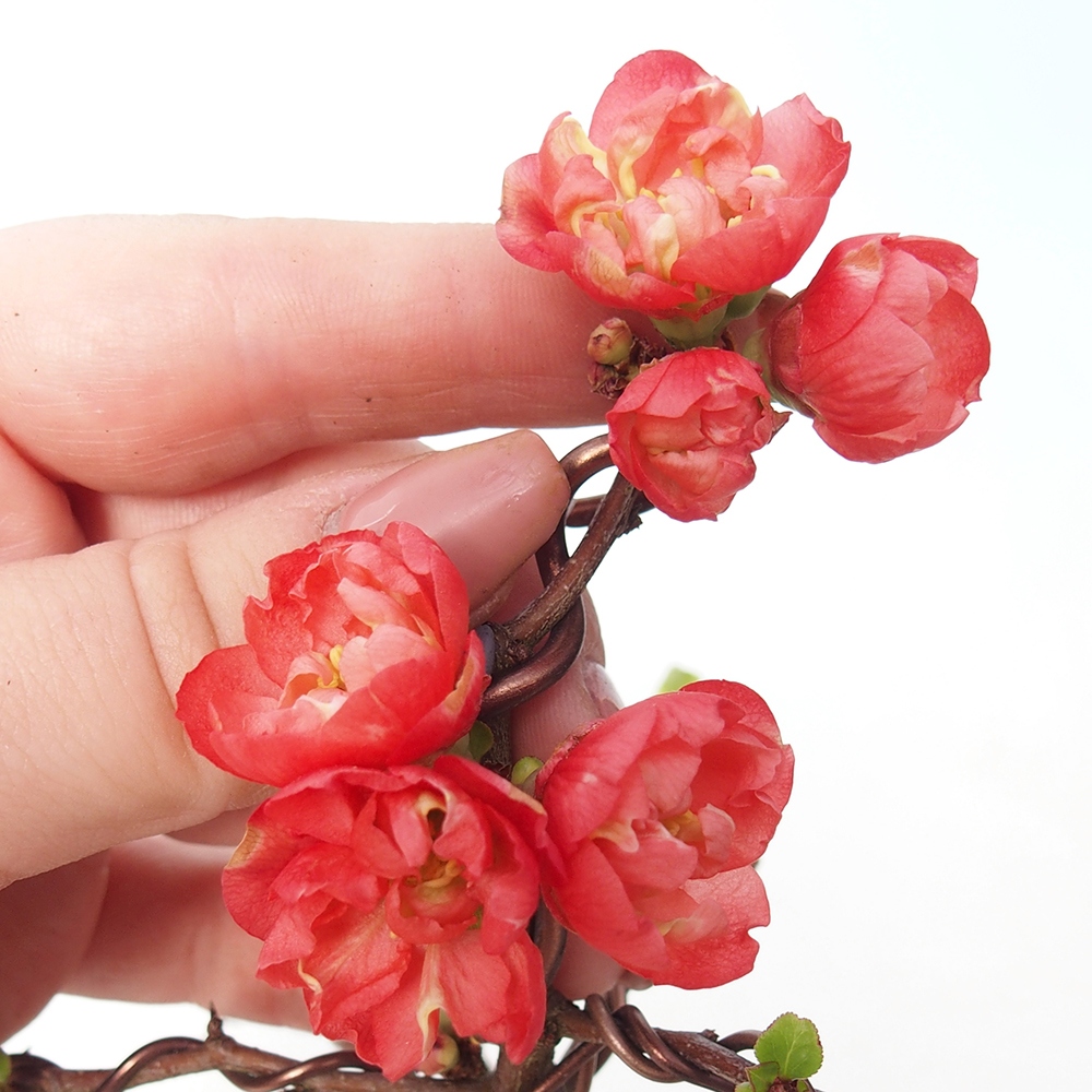 Outdoor bonsai - Chaneomeles s. Red Joy - Quince