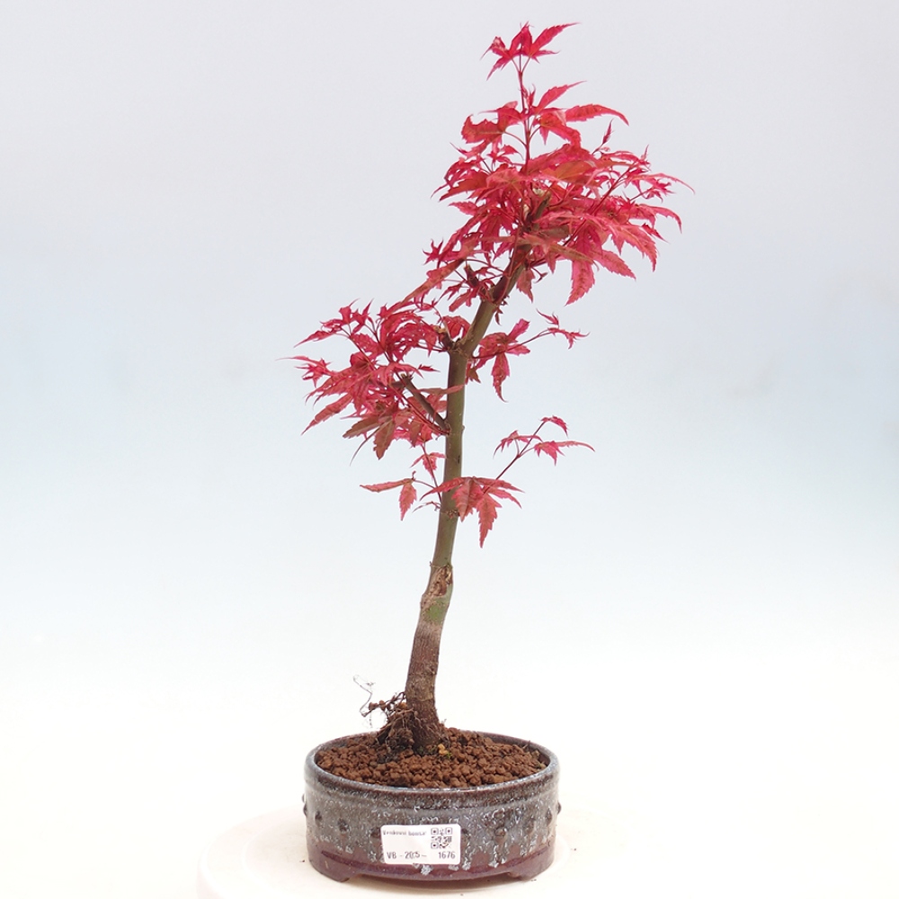 Outdoor bonsai - dlanitolistý Maple - Acer palmatum DESHOJO