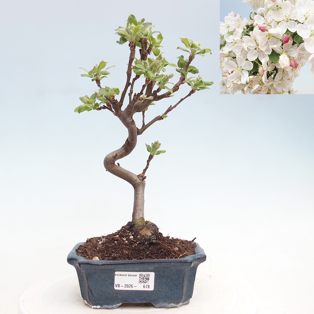 Outdoor bonsai -Malus halliana - Small-fruited apple tree