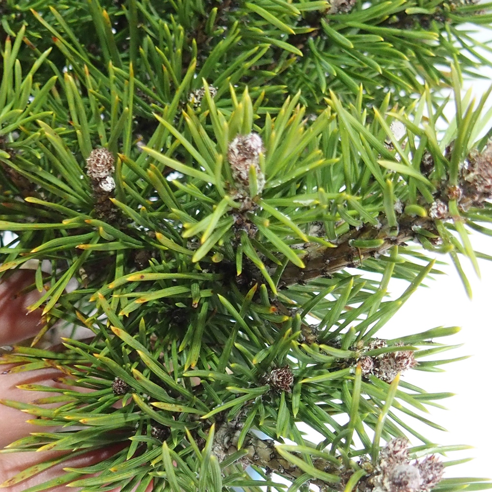 Yamadori - Pinus sylvestris 