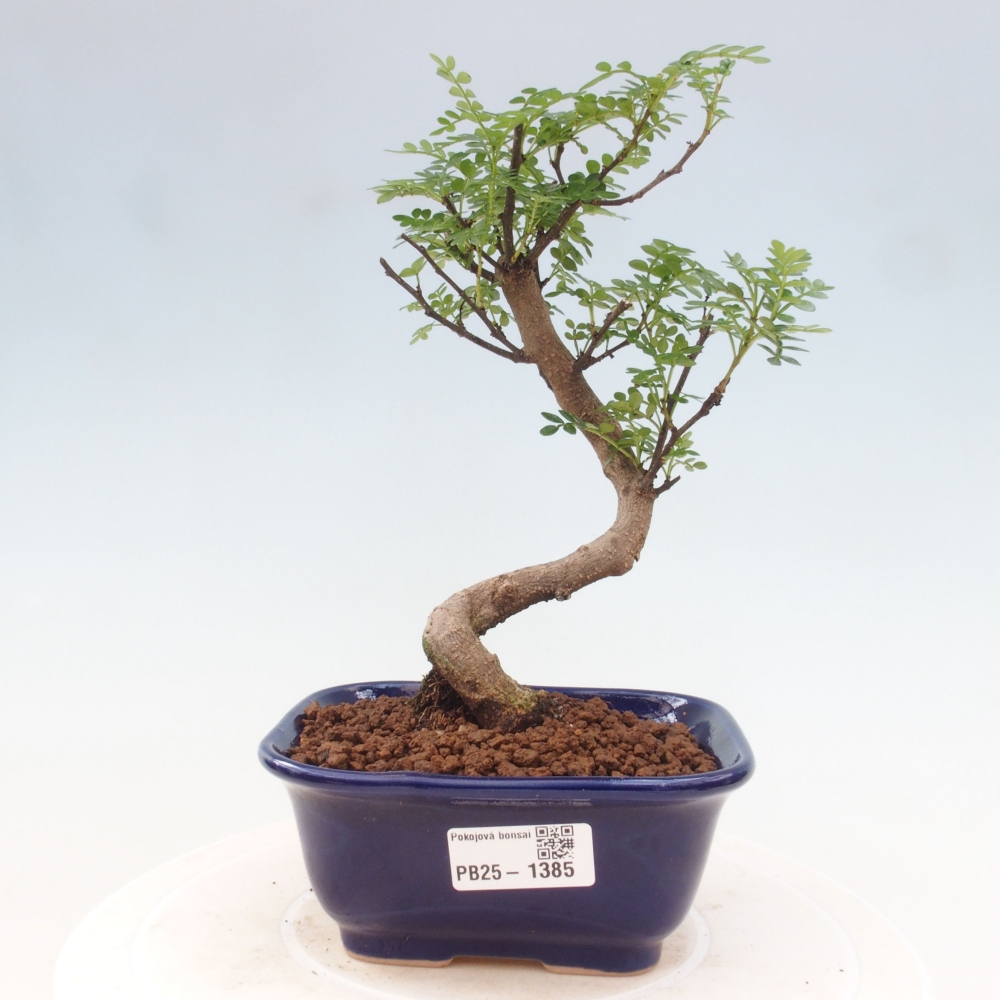 Indoor bonsai - Zantoxylum piperitum - Peppermint