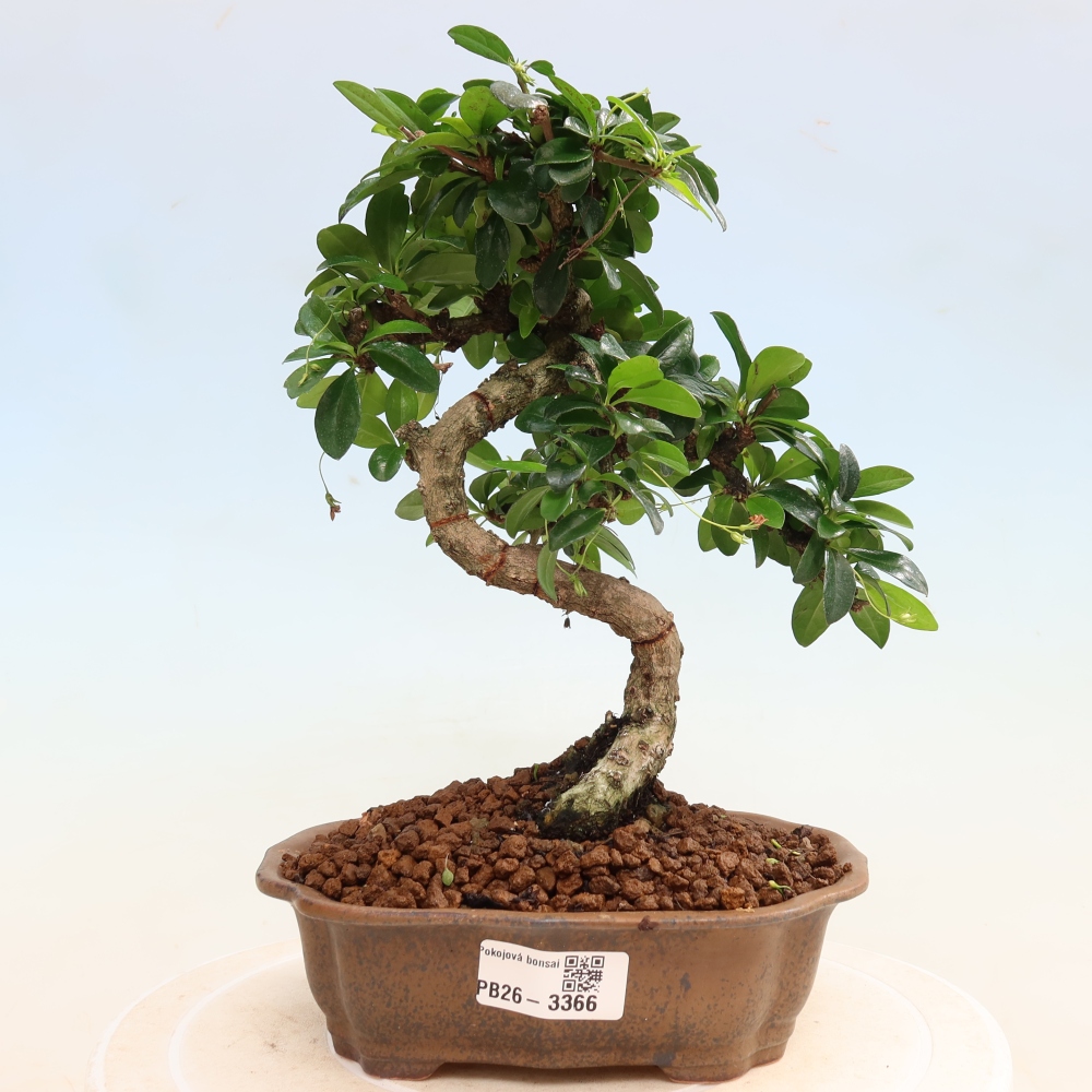 Room bonsai - Carmona macrophylla - Tea fuki