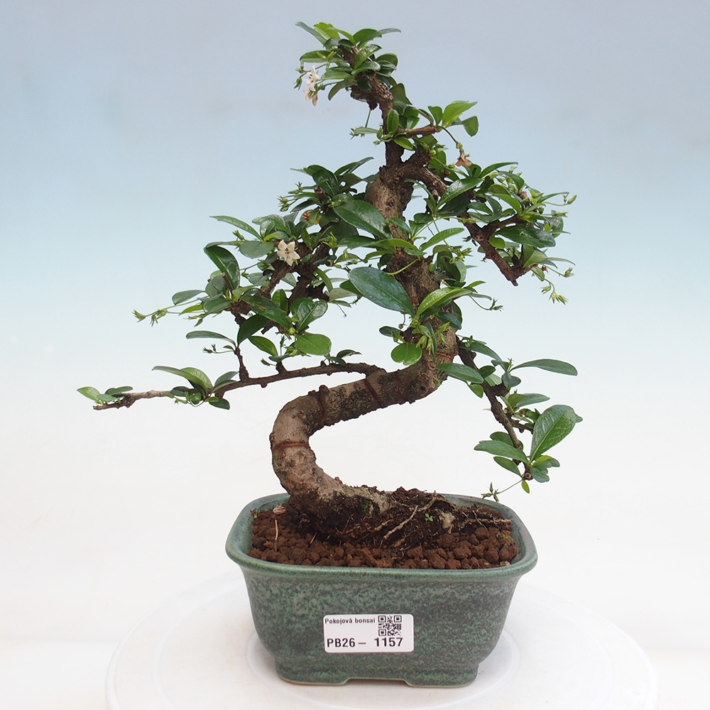 Room bonsai - Carmona macrophylla - Tea fuki