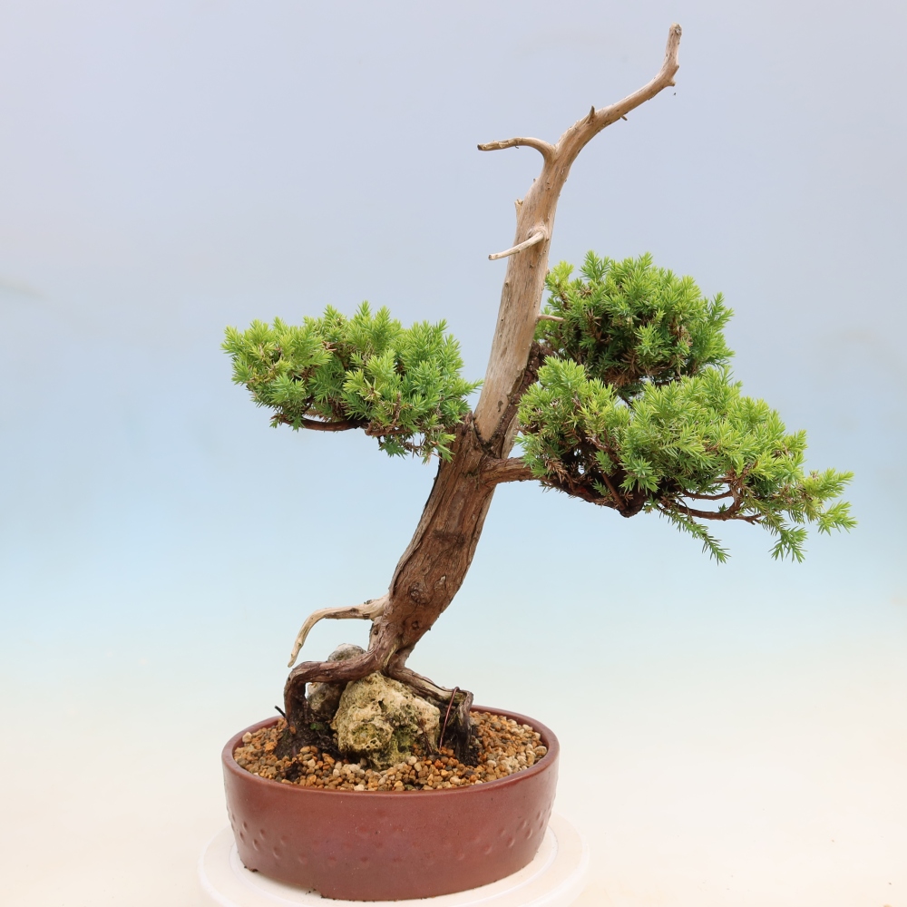 Outdoor Bonsai - Juniperus squamata – Scaly Juniper