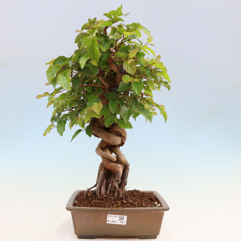 Outdoor bonsai -Carpinus coreana - Korean Hornbeam