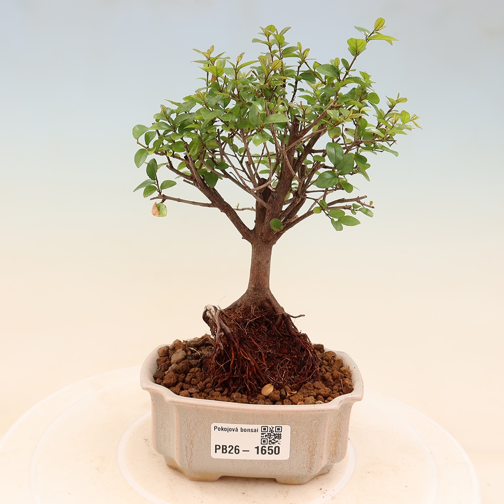 Room bonsai - Sageretia thea - Sageretia thea