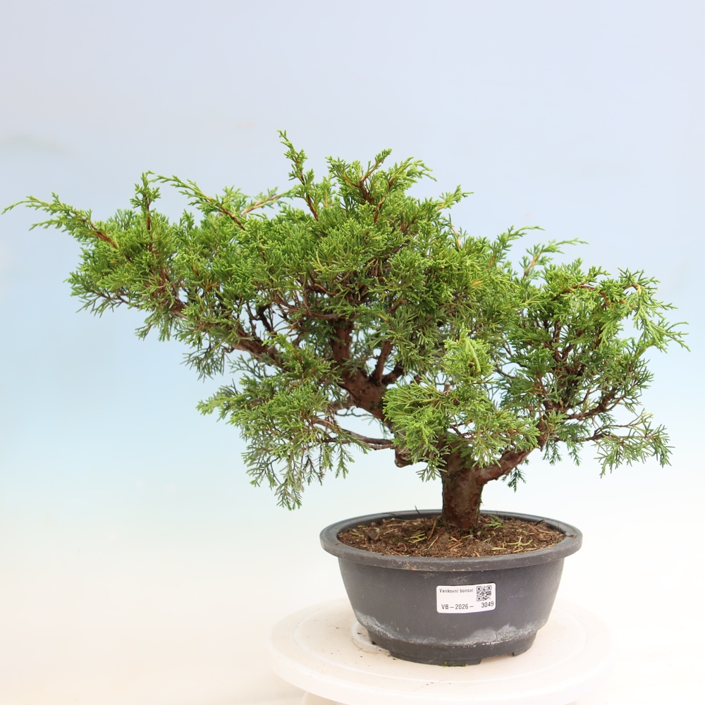 Outdoor Bonsai - Juniperus chinensis Itoigawa - Chinese Juniper