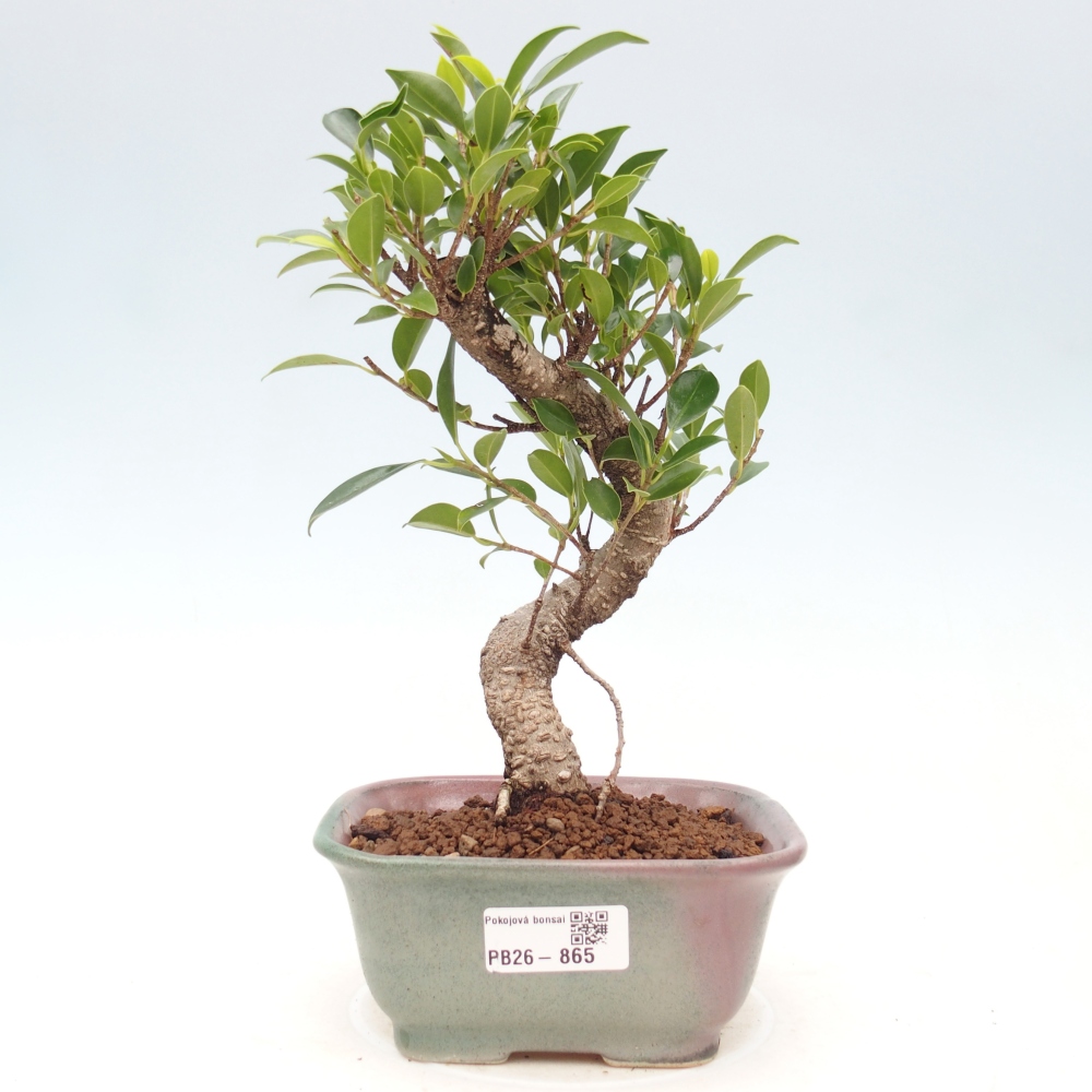 Room bonsai - Ficus retusa - small-leaved ficus