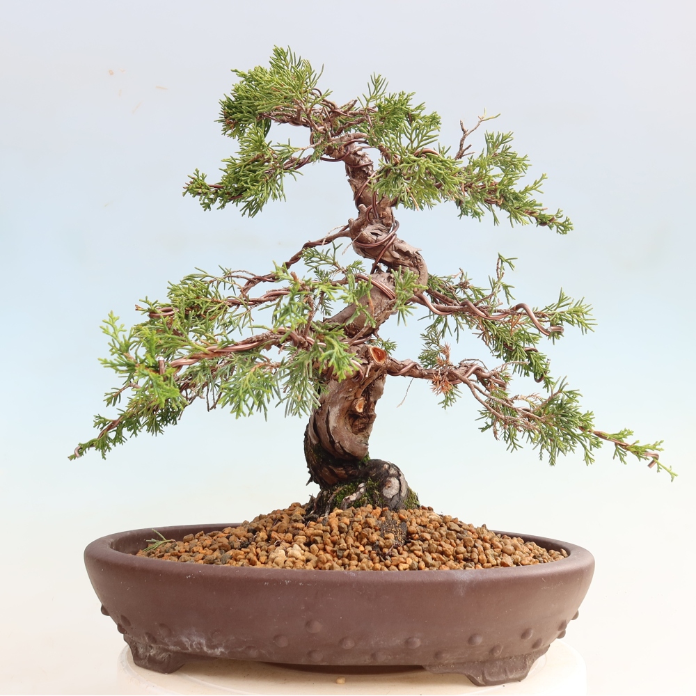 Outdoor Bonsai - Juniperus chinensis Itoigawa - Chinese Juniper