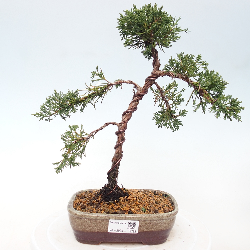 Outdoor bonsai - Juniperus chinensis Kishu