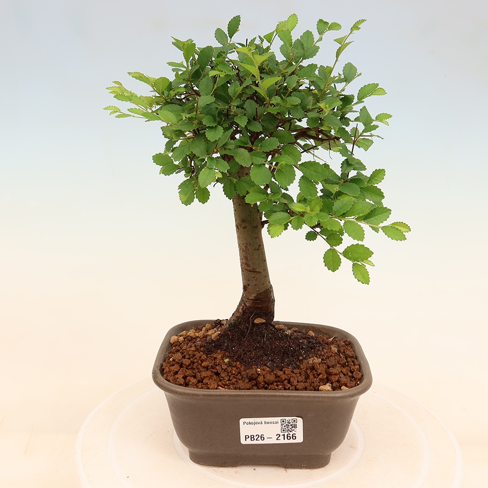 Room bonsai - Ulmus parvifolia - Small-leaved elm